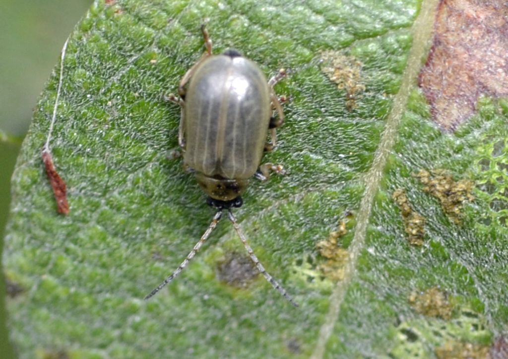 Lochmaea neosfarfallata?